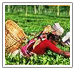 Assam Tours