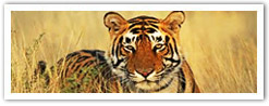 Wildlife Tours