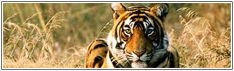 Indian Wildlife Tours
