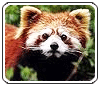 Assam Wildlife Tour