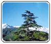 Manali Holiday Trip Manali Holiday Trip