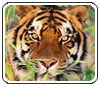 Taj Mahal with Tiger Tour