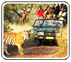 Wild Life Safari